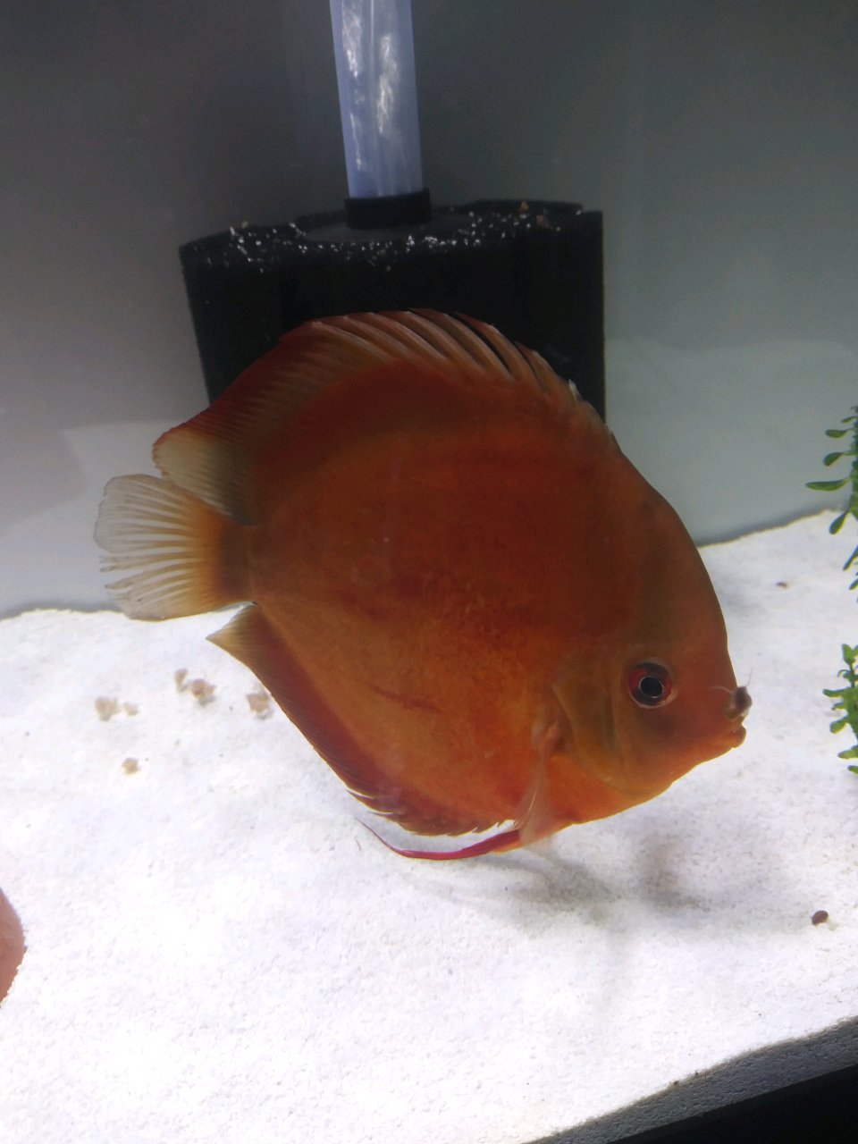 Red Cover Discus Proven Breeding Pair Discus