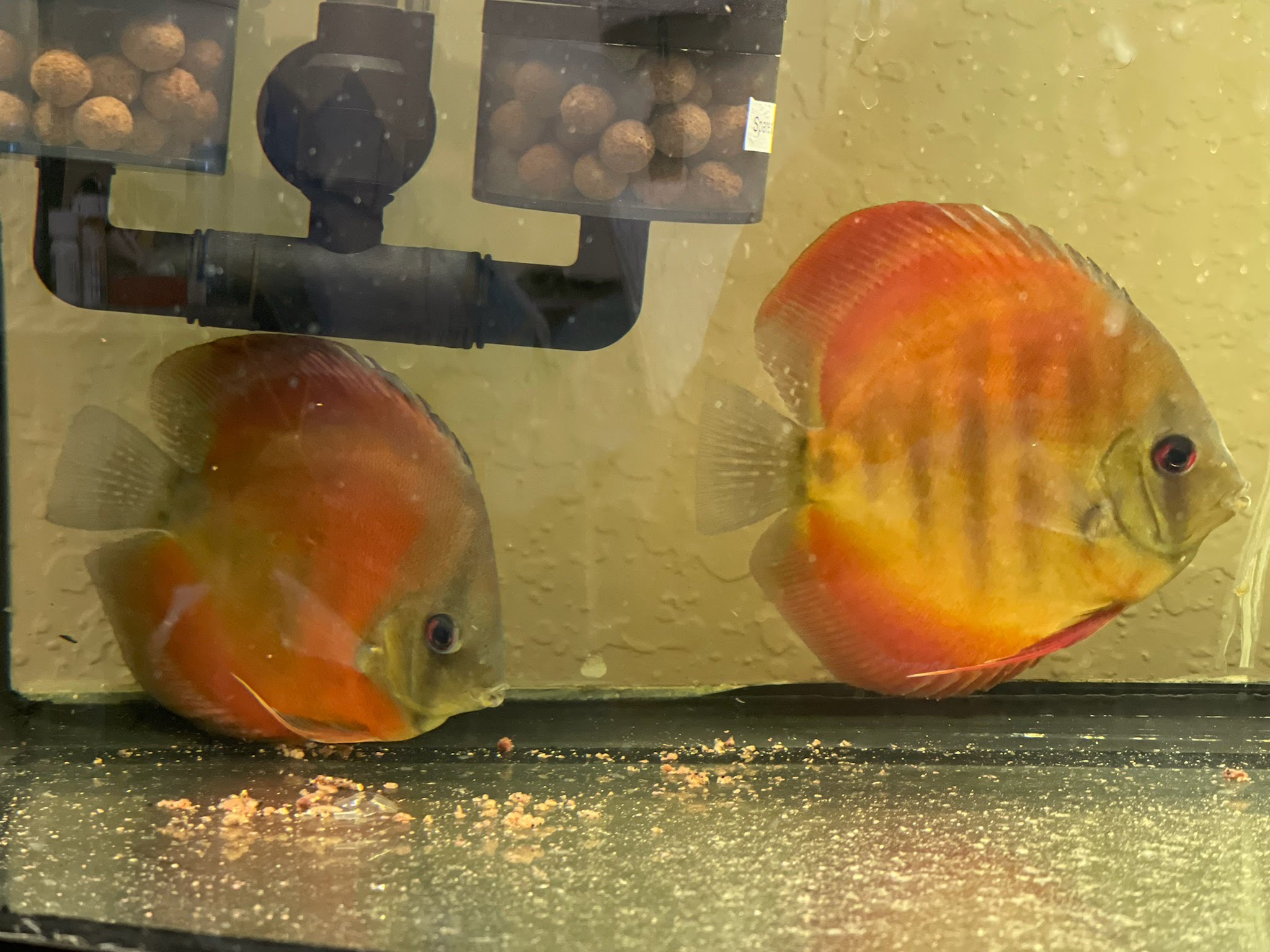 Red Cover Discus Proven Breeding Pair Discus