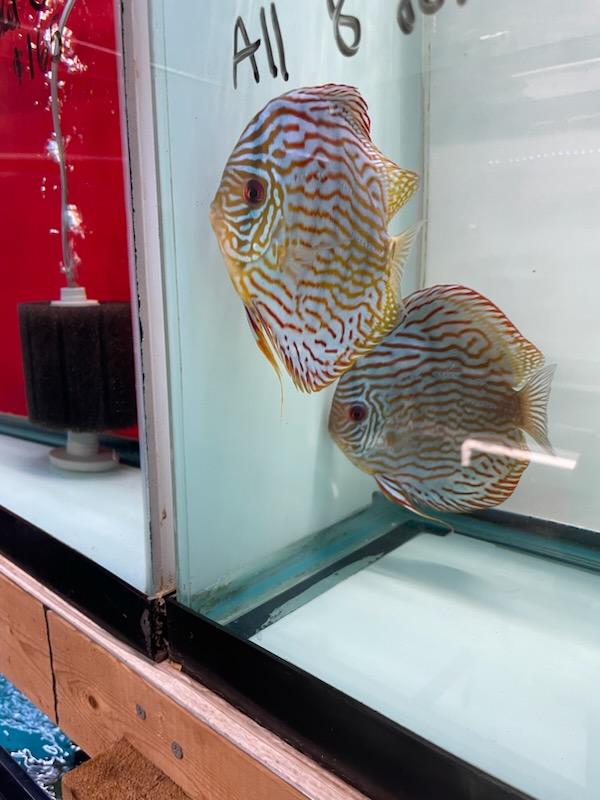 German Red Turquoise Discus Proven Breeding Pair Discus