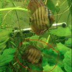 Striated Red Heckel Cross Discus photo review
