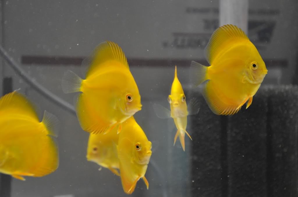 Discusfood African Cichlid colour soft pearls
