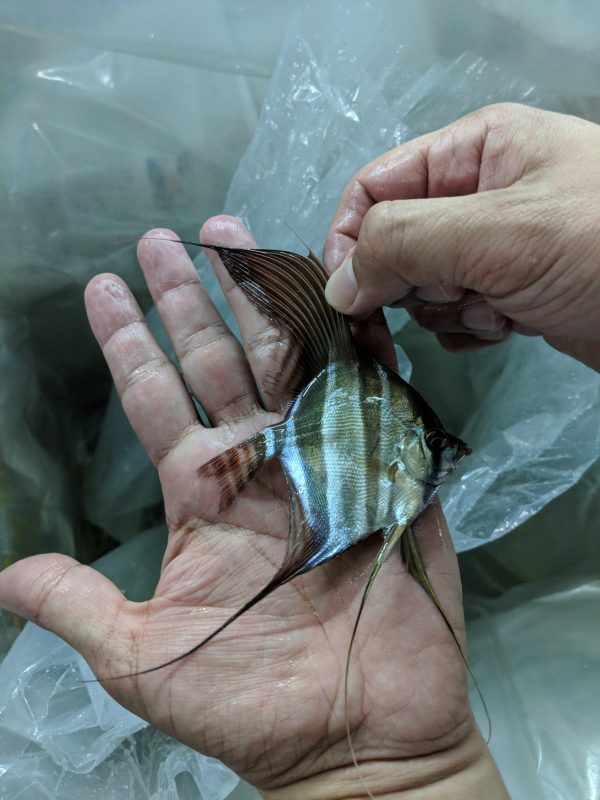wild caught altum amazon angel fish