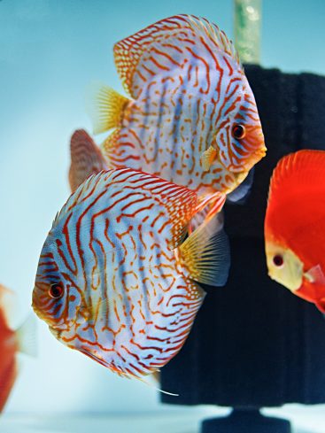 Blue Tiger Turquoise Discus | Discus.com