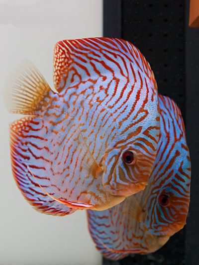 Blue Tiger Turquoise Discus | Discus.com