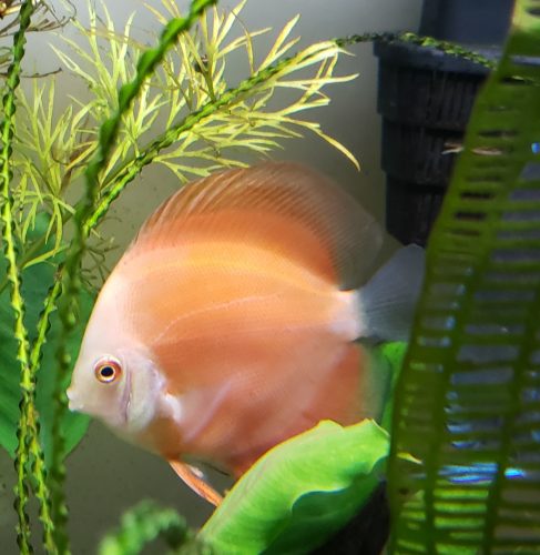 Fuji Red Discus photo review