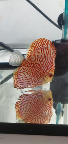 Red Eagle Discus, Wide Pattern photo review