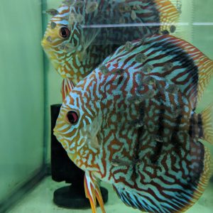 proven discus breeding pairs for sale