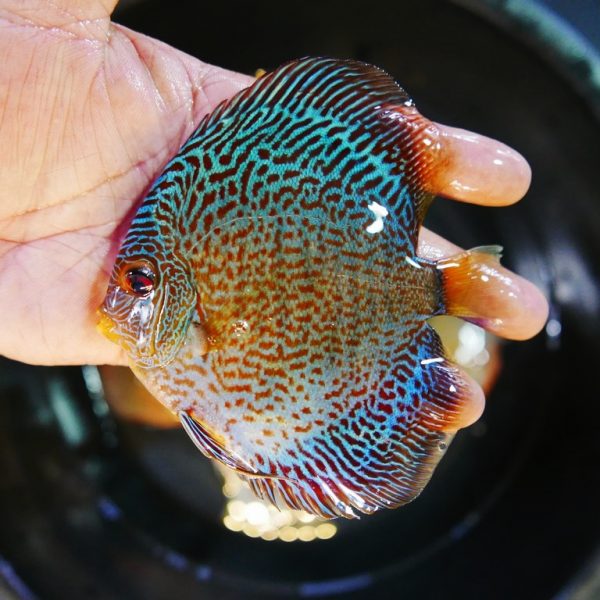 Blue Red Snakeskin Discus, High Body