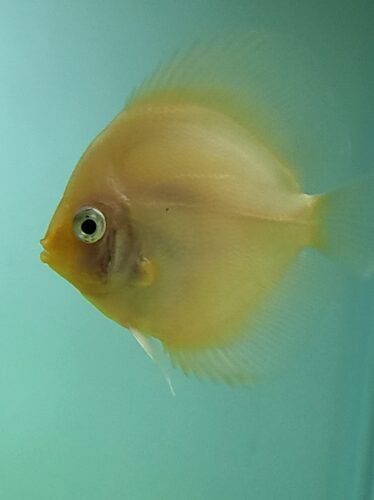 Golden Lollipop Discus photo review