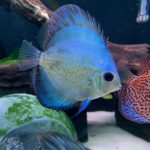 Yellow Belly Scorpion Discus photo review