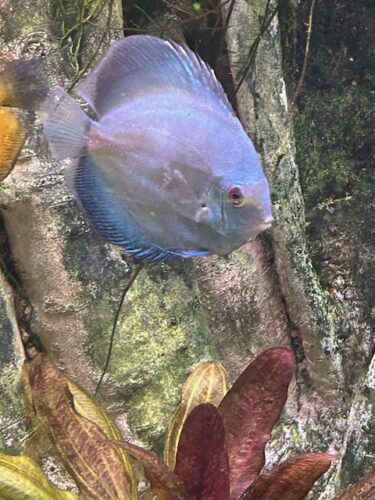 Neon Sapphire Discus photo review
