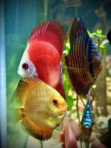 Fiamma Rossa Discus photo review