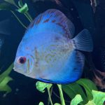 Yellow Belly Scorpion Discus photo review