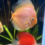 Fuji Red Discus photo review
