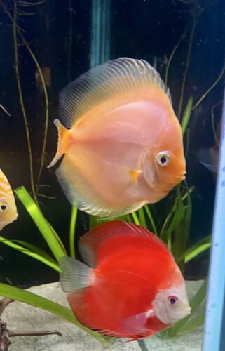 Snow White Discus photo review