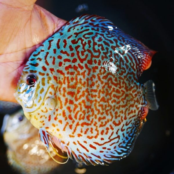 Tropicflow | Discus Fish Collection