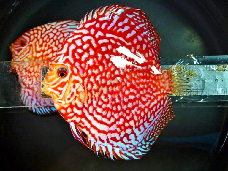 Golden Crystal Discus photo review