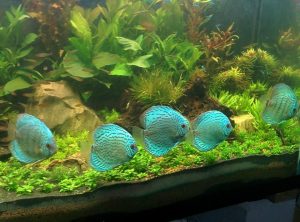 All About the Wattley Turquoise Discus