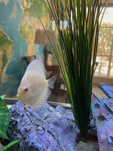 White Butterfly Discus, Yellow Base photo review