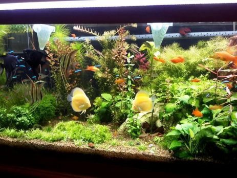 Live Aquarium Plant Bundle, Live Discus Fish Plants