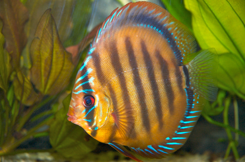 Discus Strains and Their Differences – Discus.com