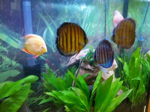 Wild Mangal Discus photo review