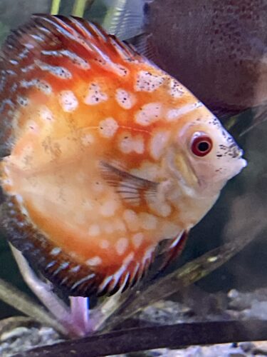 Classic Red Eagle Discus photo review