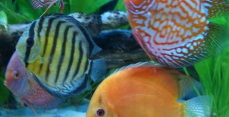 17+ Best Plants For Discus Tank