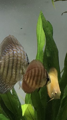 Rose Red Discus, Dark Base photo review