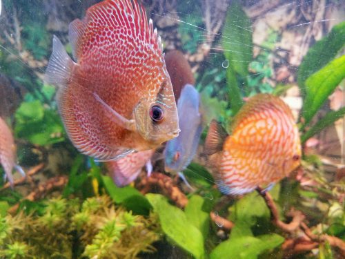 Red Penang Eruption Discus, White Base photo review