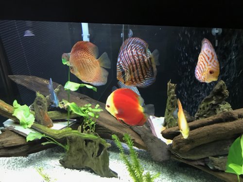 Super Red Melon Discus photo review