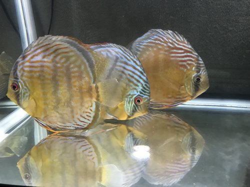 Classic Wild Tefe Green Discus photo review
