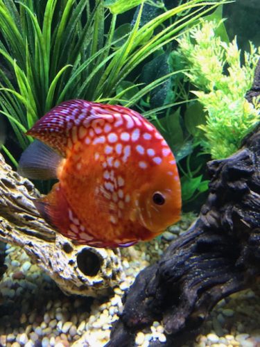 Rafflesia Throwback Discus photo review