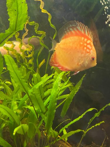 Golden Pigeon Discus photo review