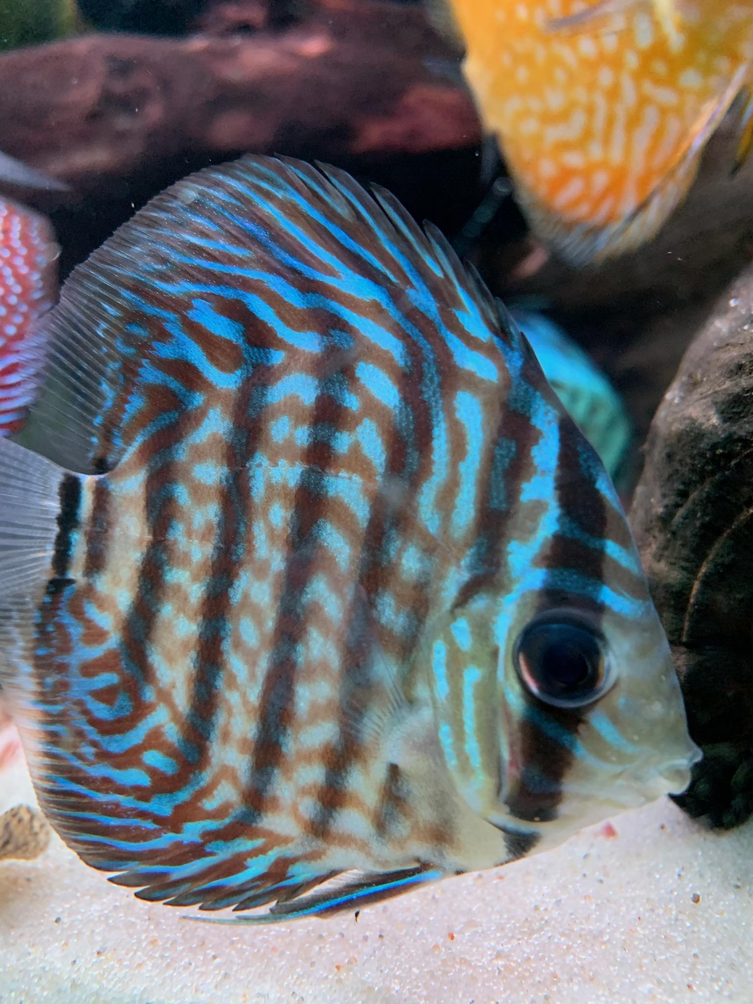 Royal Heckel Cross Discus – Discus.com