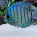 Blue Turquoise Cross Discus photo review