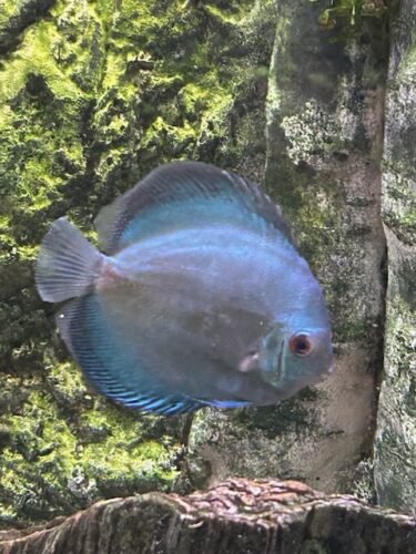 Ocean Green Discus photo review