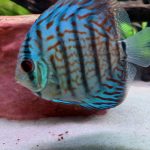 Turquoise Alenquer Cross Discus, Green Base photo review