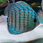 Blue Turquoise Cross Discus photo review