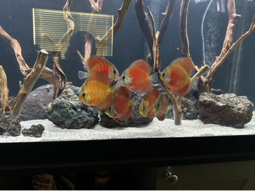 High Bodied Red Cover Discus photo review
