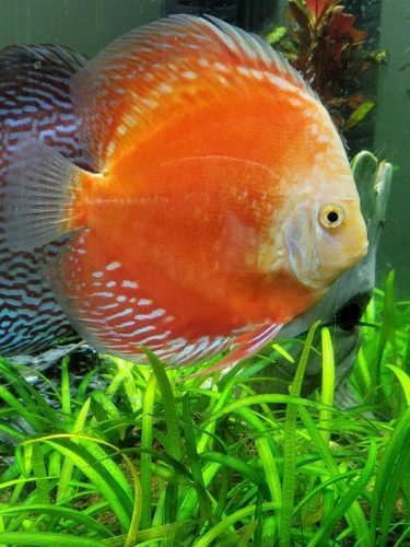 Striated Red White Discus photo review