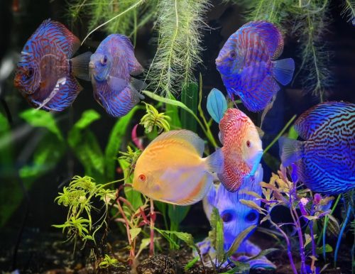 Penang Blue Knight Discus photo review