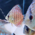 Classic Red Leopard Discus photo review