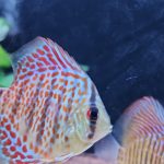 Classic Red Leopard Discus photo review