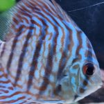 Brilliant Blue Turquoise Discus, Green Base photo review