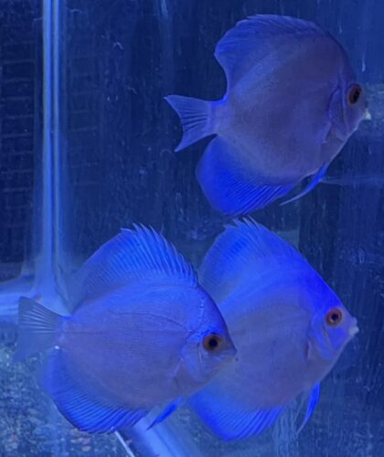 Classic Deep Blue Diamond Discus photo review