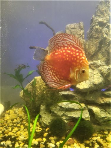 Classic Pigeon Blood Discus photo review