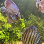 Red Turquoise Alenquer Cross Discus, Brown Base photo review