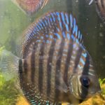 Red Turquoise Alenquer Cross Discus, Brown Base photo review