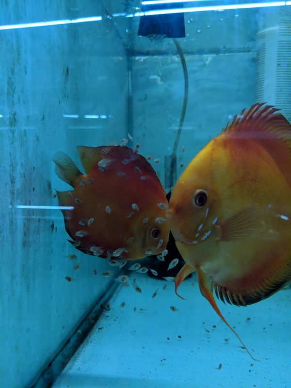Red Melon Discus Fish, Proven Breeding Pair for Sale
